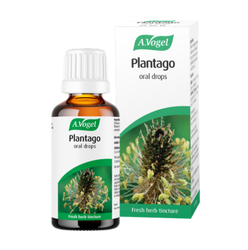 Plantago oral drops